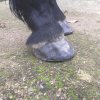 Pieds