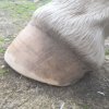 Pieds