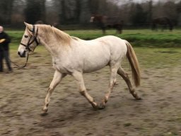 13 janvier 2023 : longe